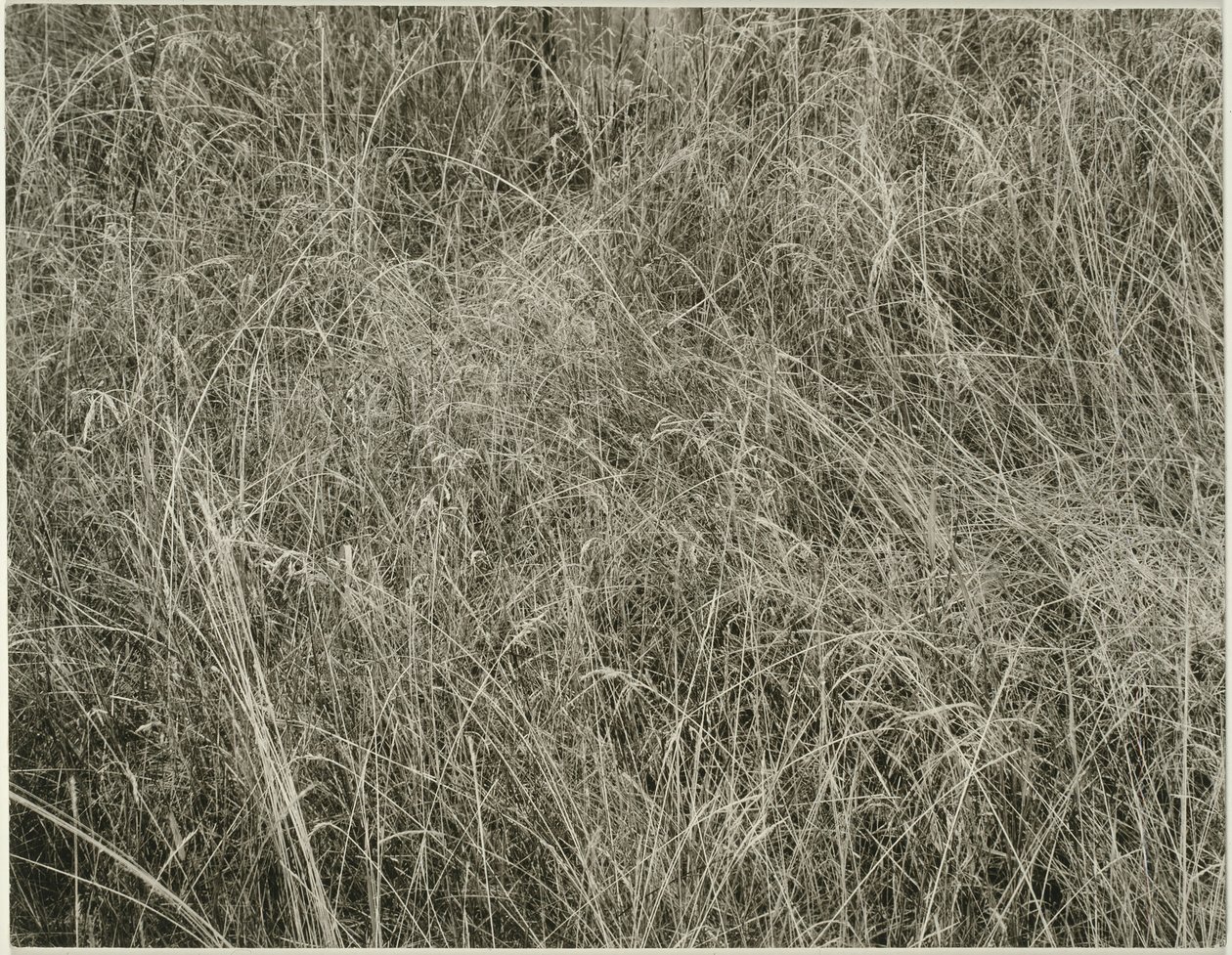 Grass, 1933. tekijältä Alfred Stieglitz