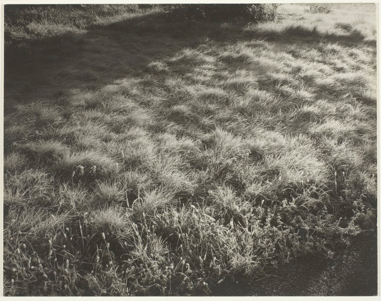 Ruoho ja huurre, 1934. tekijältä Alfred Stieglitz