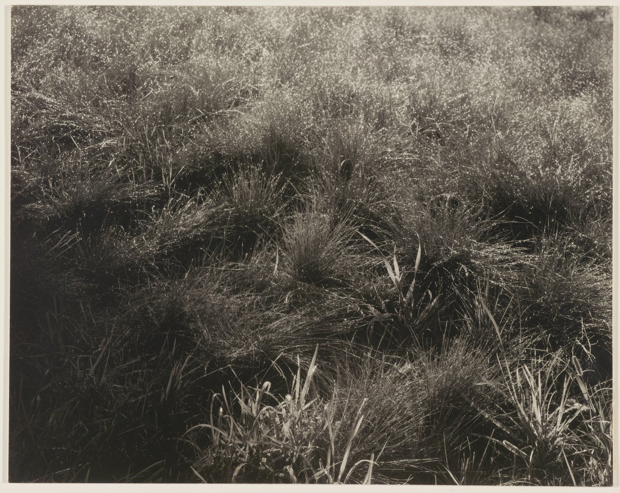 Ruohot tekijältä Alfred Stieglitz