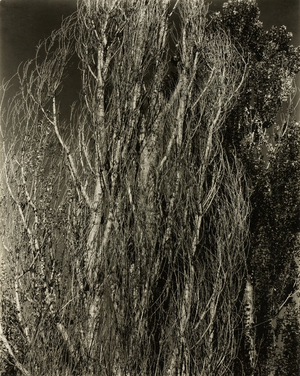 Poppelit – Lake George, 1932. tekijältä Alfred Stieglitz