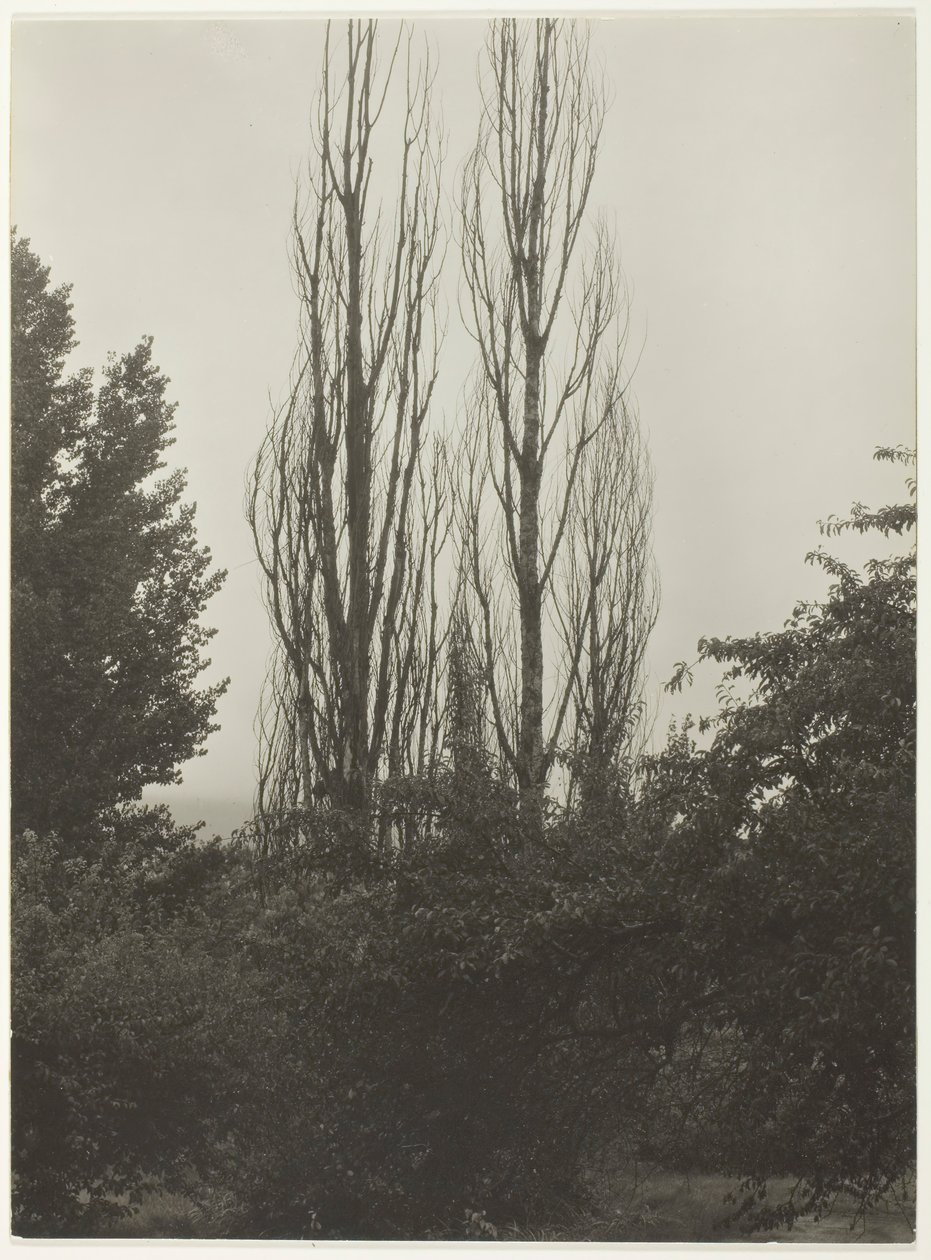 Poppelit - Lake George, 1935. tekijältä Alfred Stieglitz