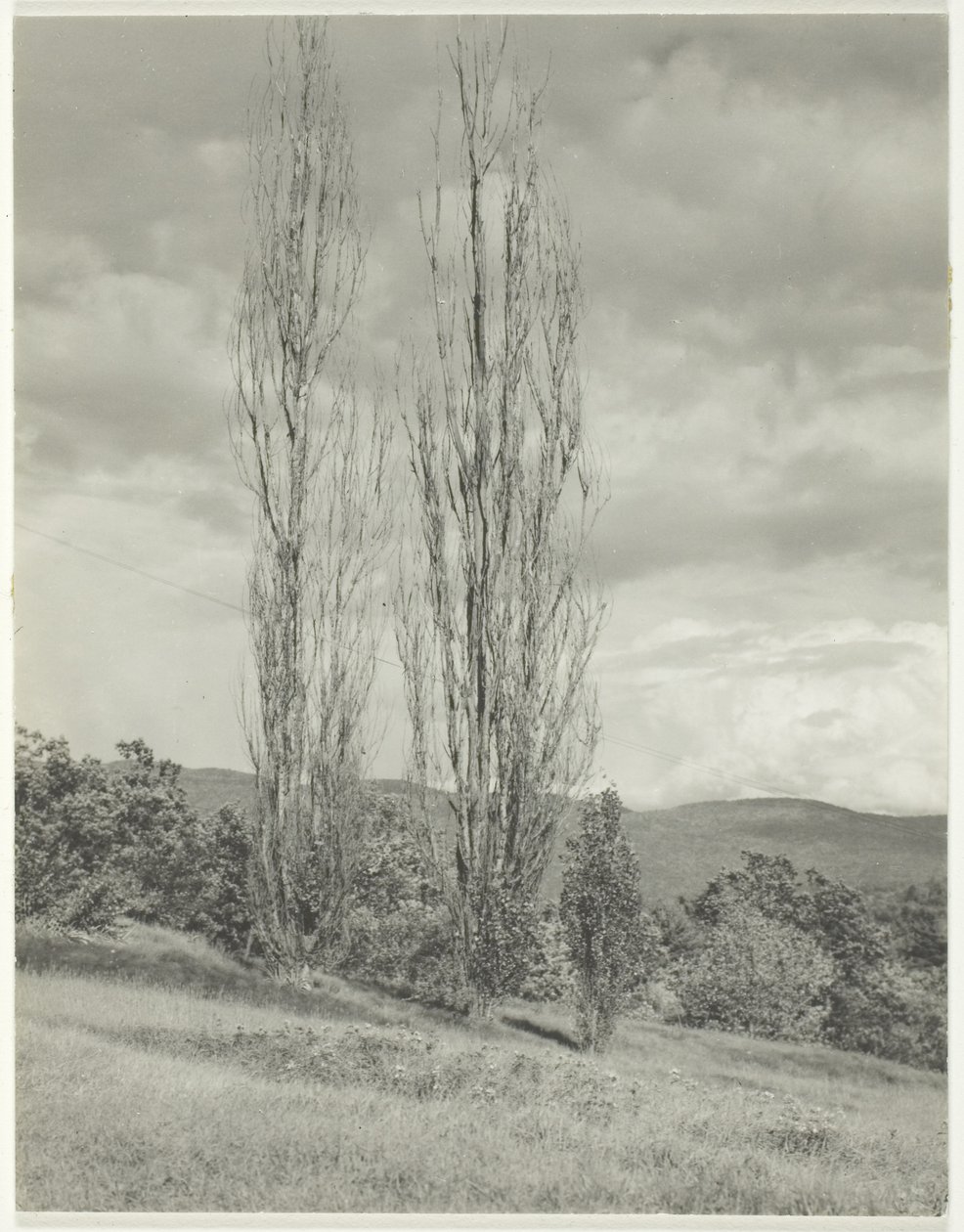Poplars Lake George tekijältä Alfred Stieglitz