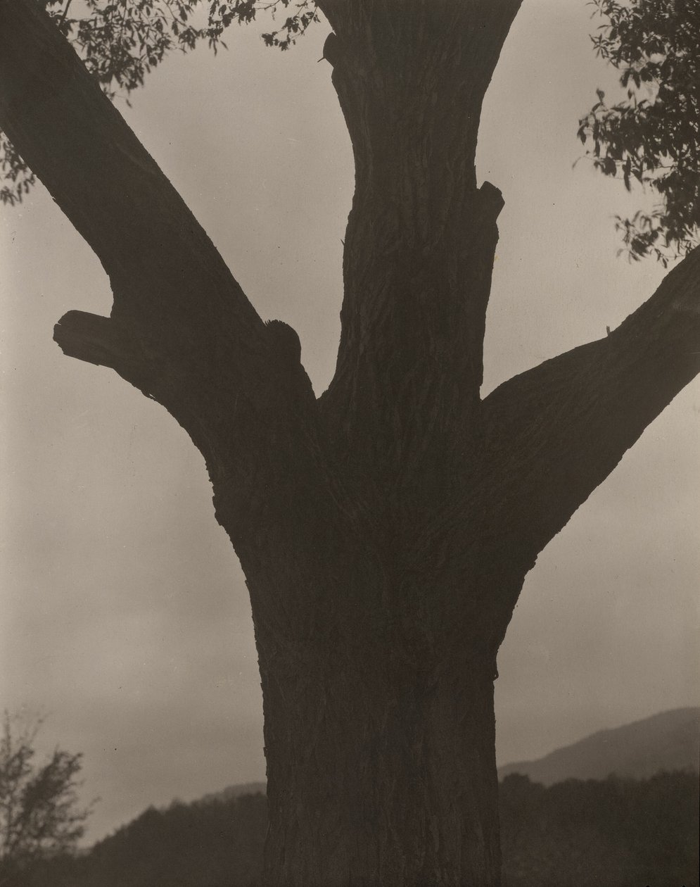 Kuoleva kastanja tekijältä Alfred Stieglitz