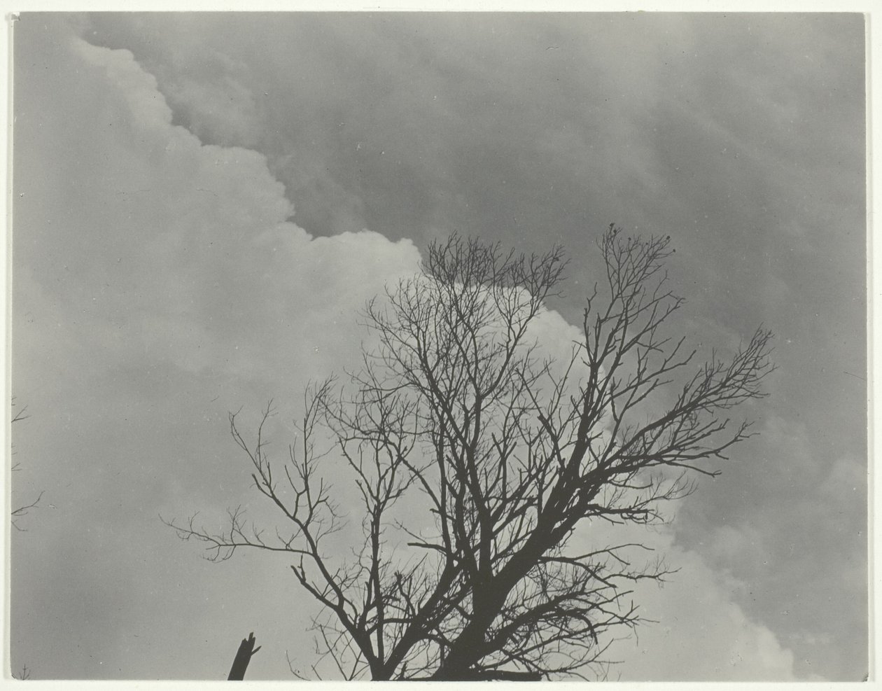 Puusarja 3 tekijältä Alfred Stieglitz