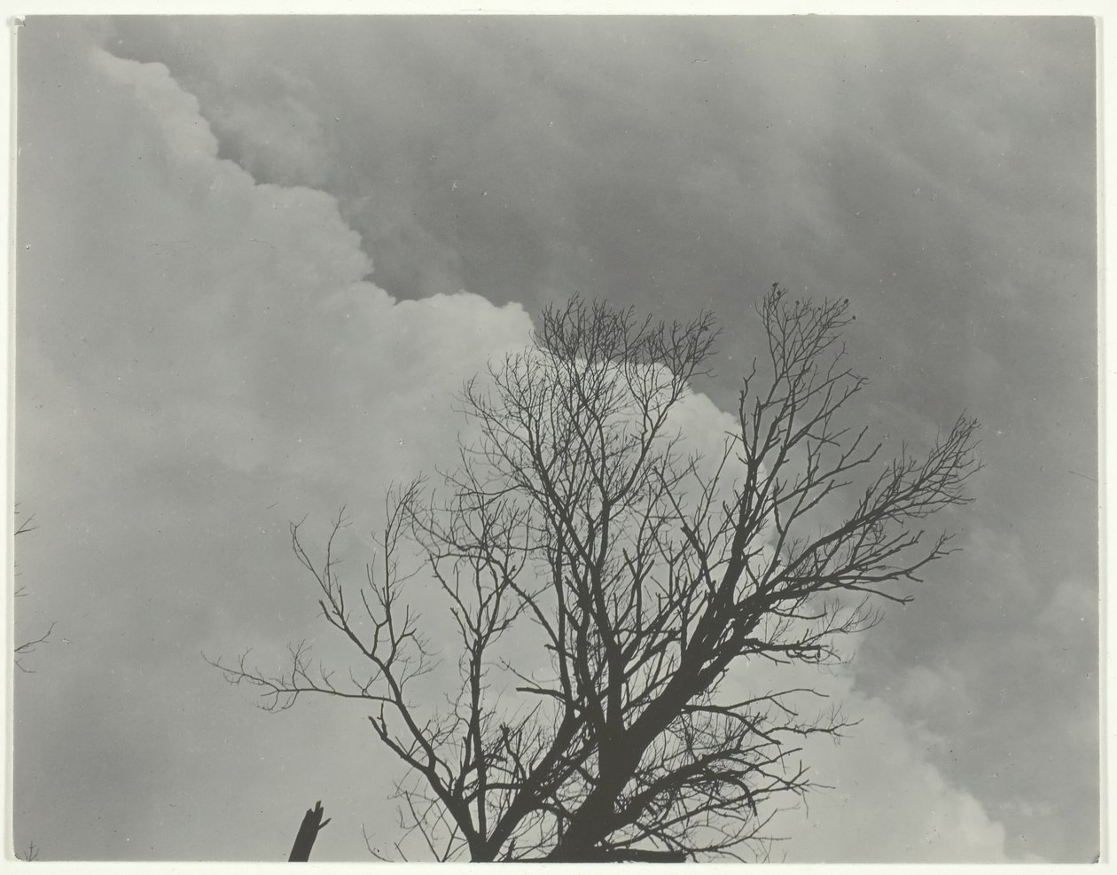 Puusarja 3, c. 1924. tekijältä Alfred Stieglitz