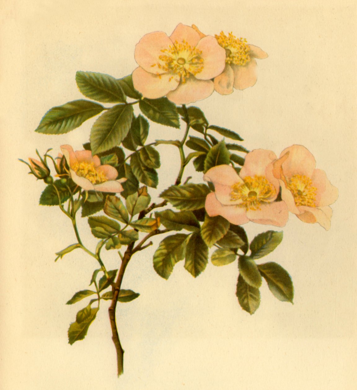 "Dog Rose", 1890-1908, 1944. tekijältä Alfred William Parsons