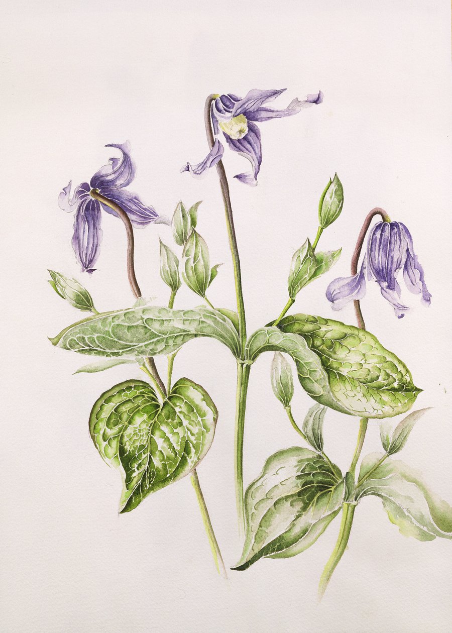 Clematis Integrifolia tekijältä Alison Cooper