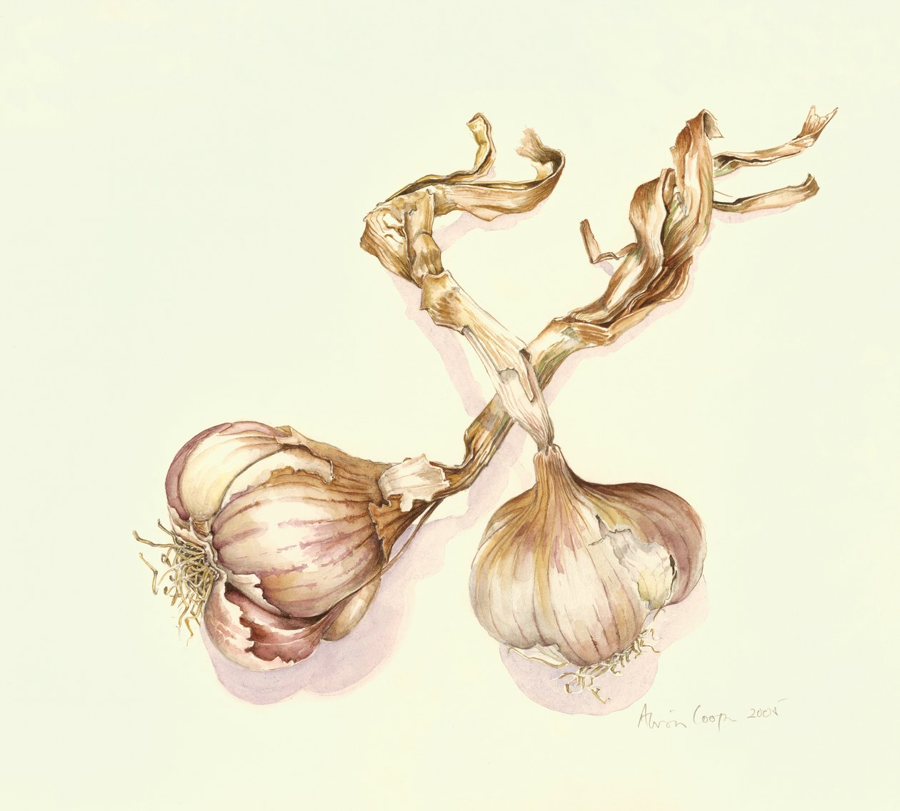 Valkosipulin sipulit, 2005 tekijältä Alison Cooper