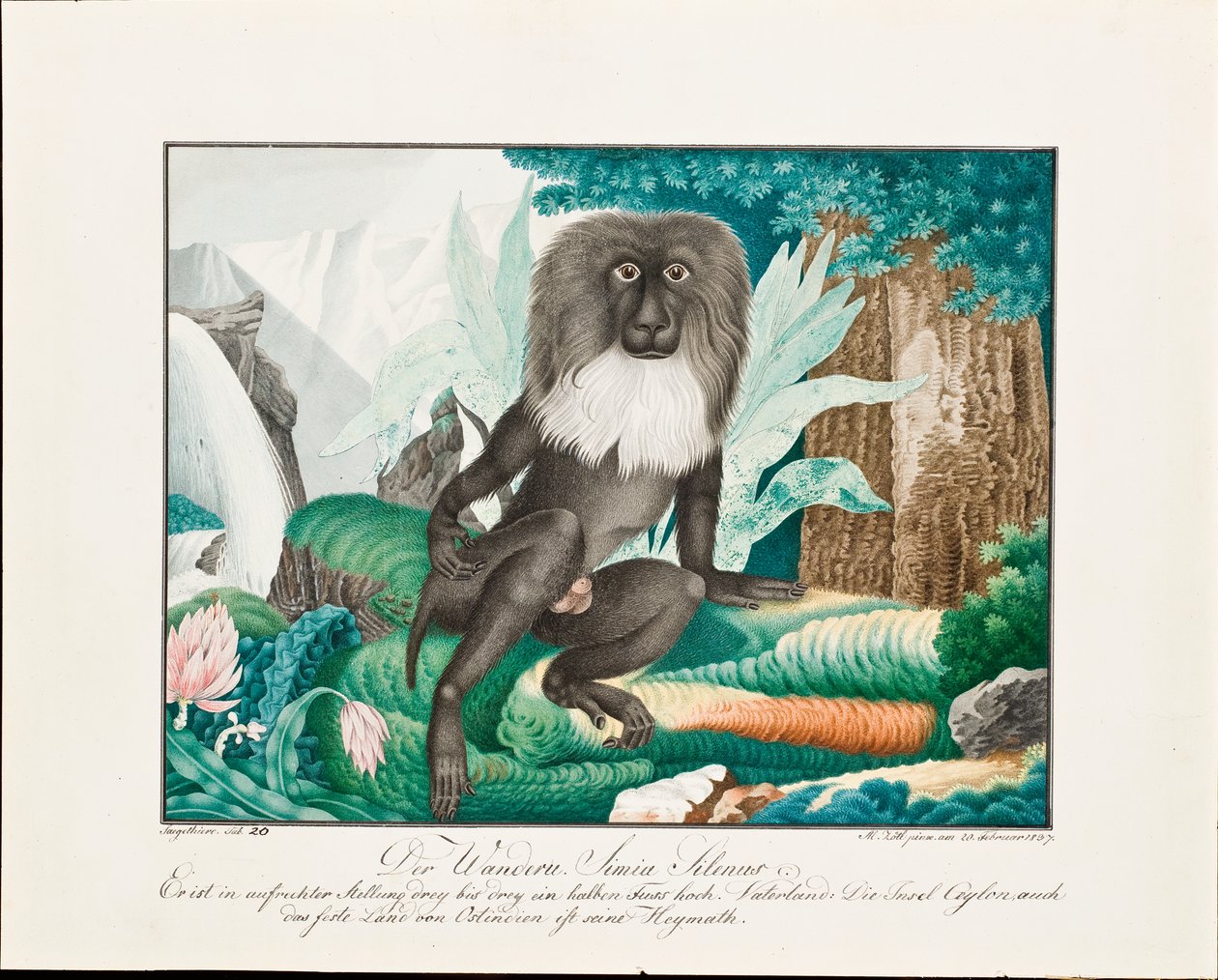Makaki, 1837 tekijältä Aloys Zötl