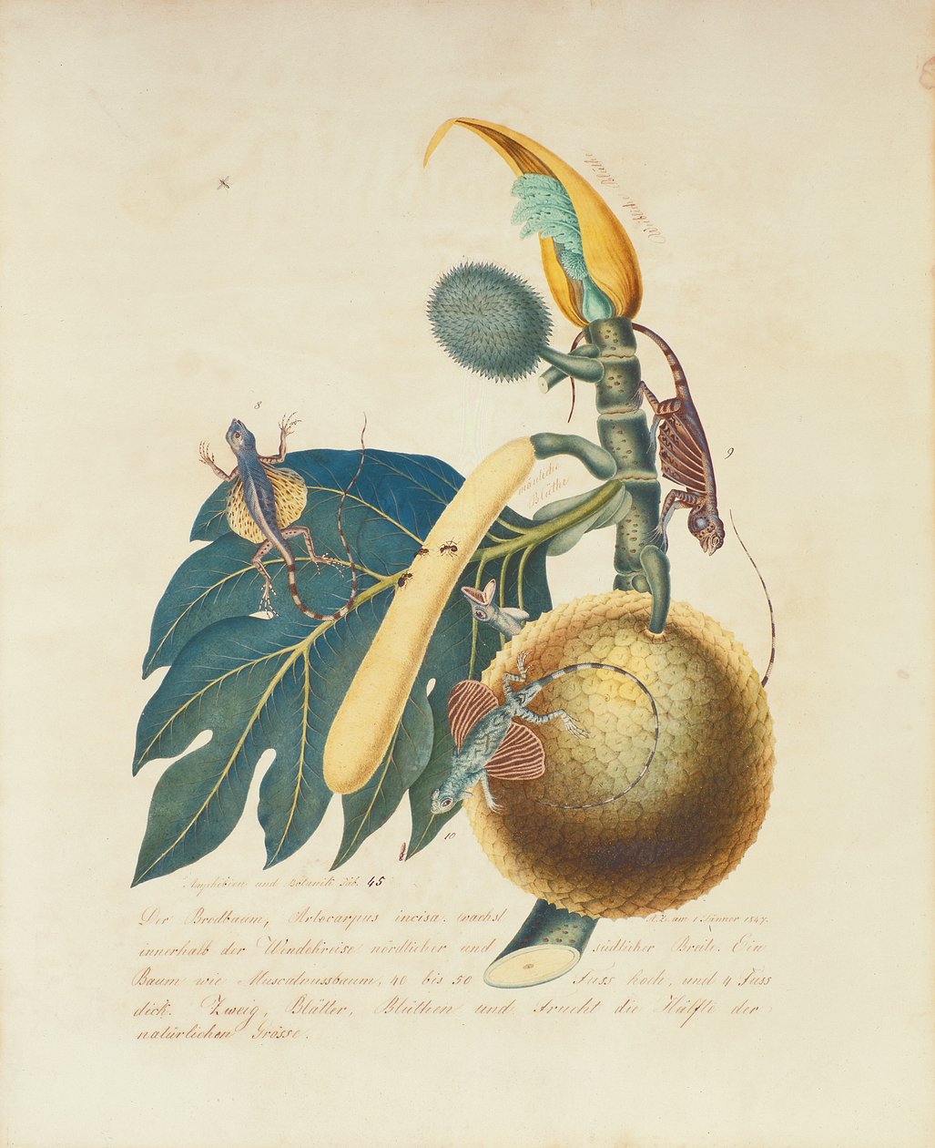 Der Broadbaum..., 1847 (wc paperilla) tekijältä Aloys Zötl