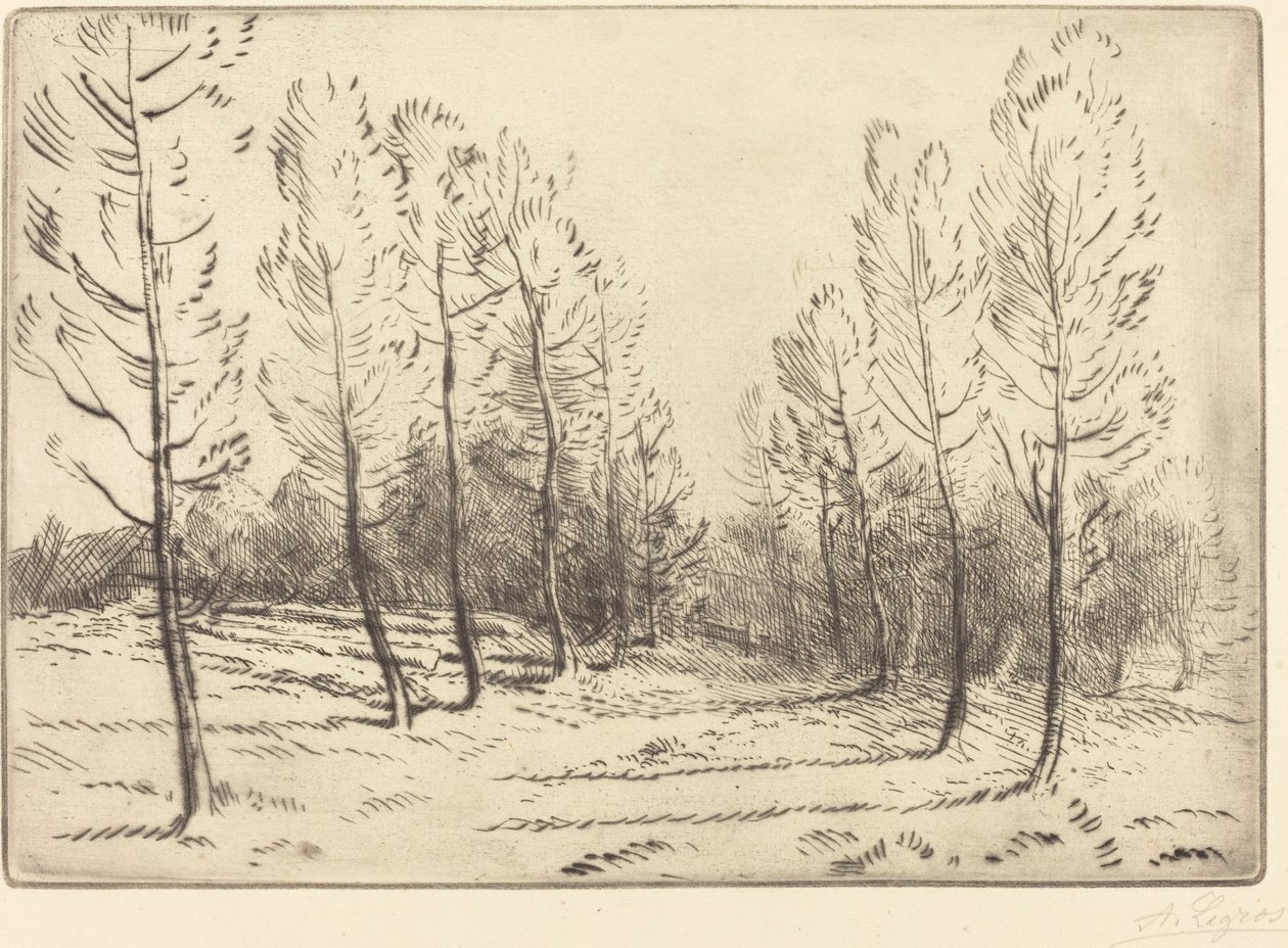 Avenue of Poplars Poppelien kuja. tekijältä Alphonse Legros