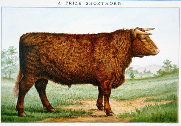 Palkinto Shorthorn Bull (väri litho) tekijältä American School