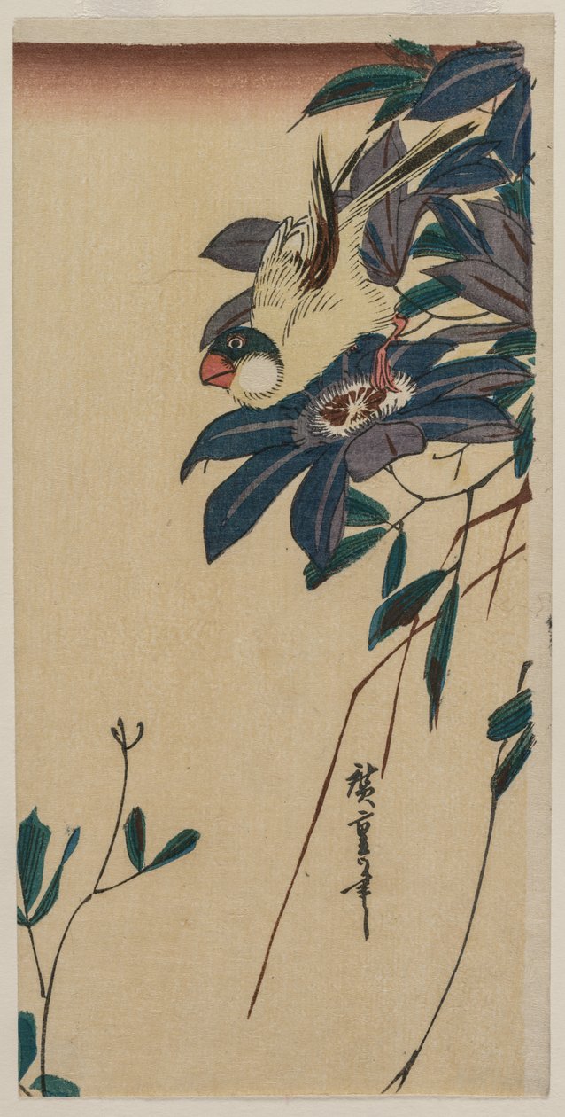 Grosbeak ja Clematis, 1830-luvun puoliväli. tekijältä Ando Hiroshige