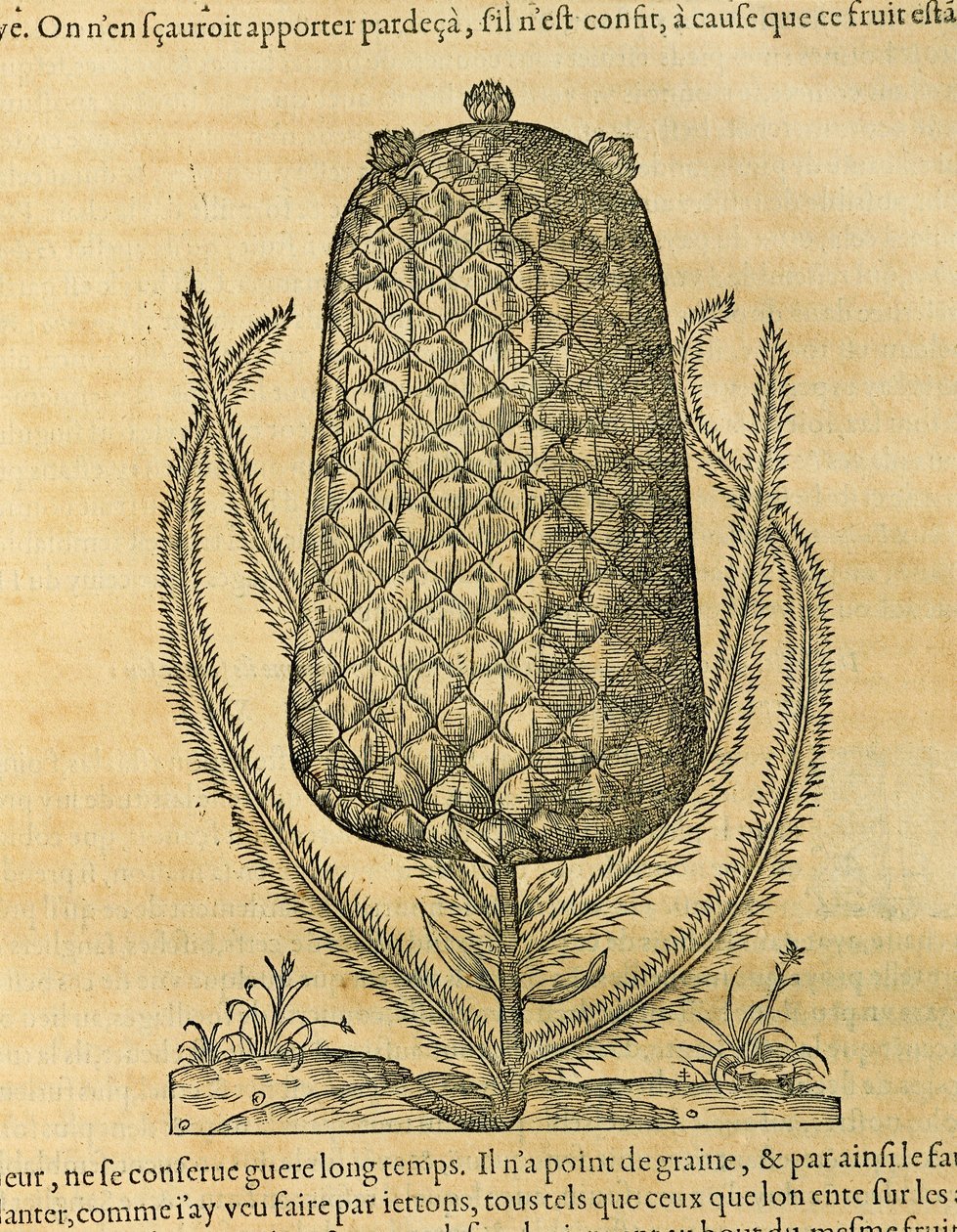 Ananas (ananas comosus), kaiverrus Andre Thevet tekijältä Andre Thevet