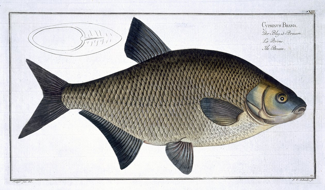 Lahna (Cyprinus Brama) levy XIII julkaisusta "Ichthyologie, ou histoire naturelle generale et specifice des poisson", kirjoittanut Marcus Elieser Bloch (1723-99), kaivertanut Gabriel Bodenehr (1673-1766), julkaise tekijältä Andreas Ludwig Kruger