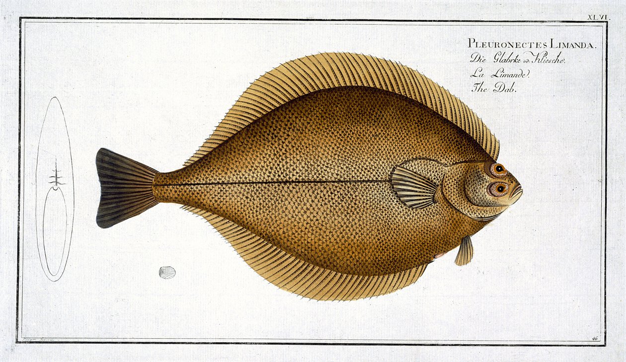 Dab (Pleuronectes Limanda) -levy XLVI julkaisusta "Ichthyologie, ou histoire naturelle generale et specifice des poisson", Marcus Elieser Bloch (1723-99), kaiverrus Gabriel Bodenehr (1673-1766), publ. tekijältä Andreas Ludwig Kruger