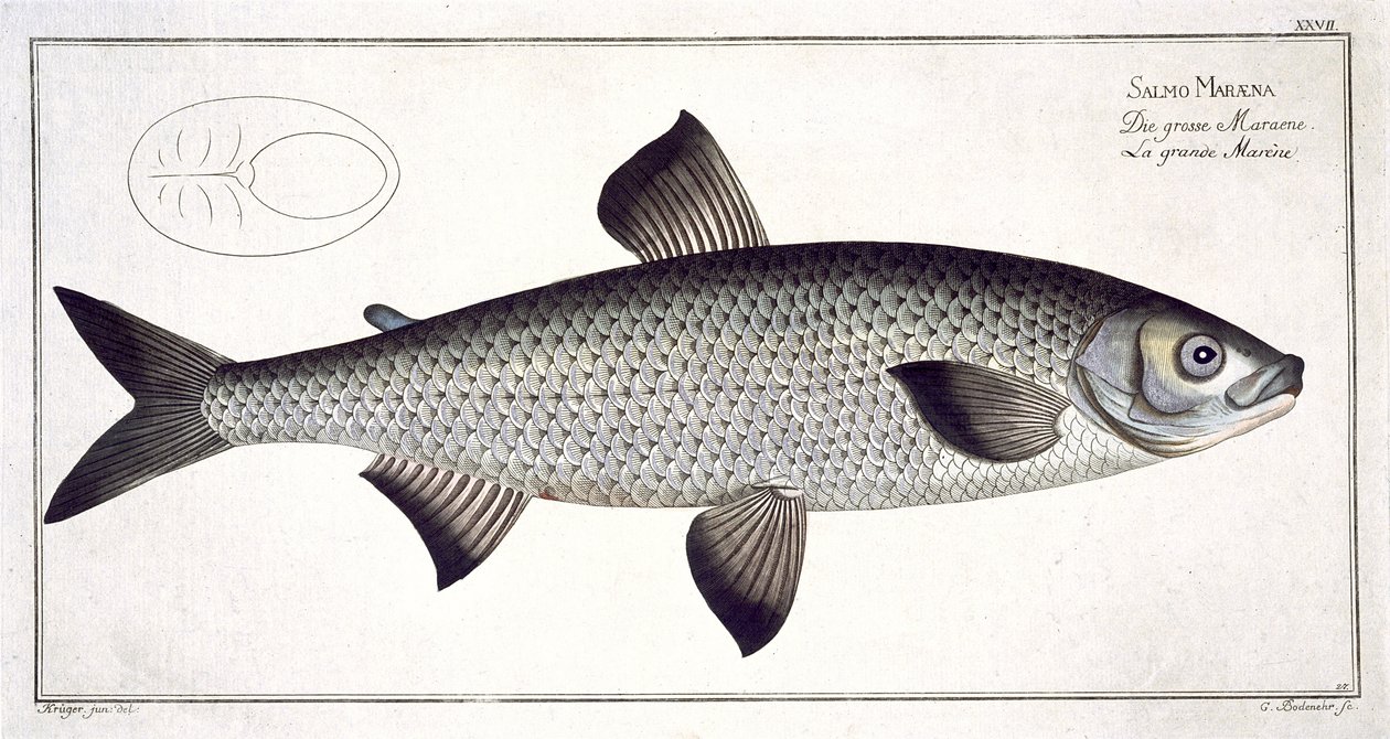 Marcus Elieser Blochin (1723-99) lohilevy (Salmo Maraena) XXVII teoksesta "Ichthyologie, ou histoire naturelle generale et specifice des poisson", kaivertanut Gabriel Bodenehr (1673-1766), julkaise tekijältä Andreas Ludwig Kruger