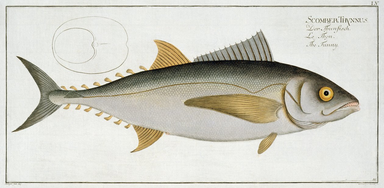 Tonnikala (Scomber Thynnus) levy LV julkaisusta "Ichthyologie, ou histoire naturelle generale etspecial des poisson", Marcus Elieser Bloch (1723-99), kaiverrus Ludwig Schmidt, julkaistu noin 1785-1799 (co. tekijältä Andreas Ludwig Kruger