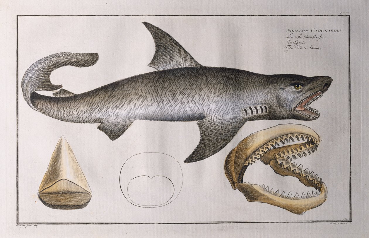 White Shark: pub. kirjoittanut Black, noin 1790 tekijältä Andreas Ludwig Kruger