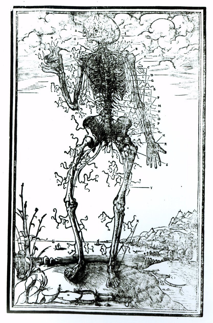 Kehon verisuonijärjestelmä tekijältä Andreas Vesalius
