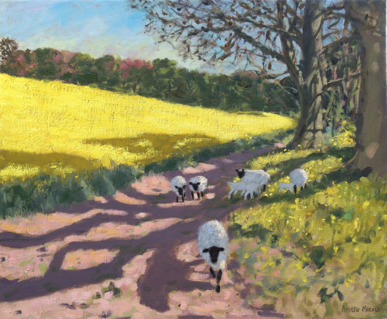 Lammas ja keltainen pelto, 2017, tekijältä Andrew Macara