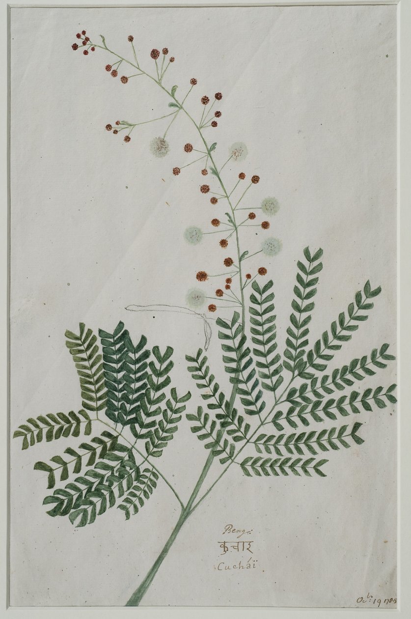 Acacia Leucophloea, 1785 (wc paperilla) tekijältä Anna Maria Jones
