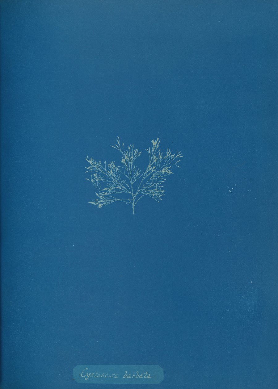 Cystoseira barbata, n. 1853. tekijältä Anna Atkins