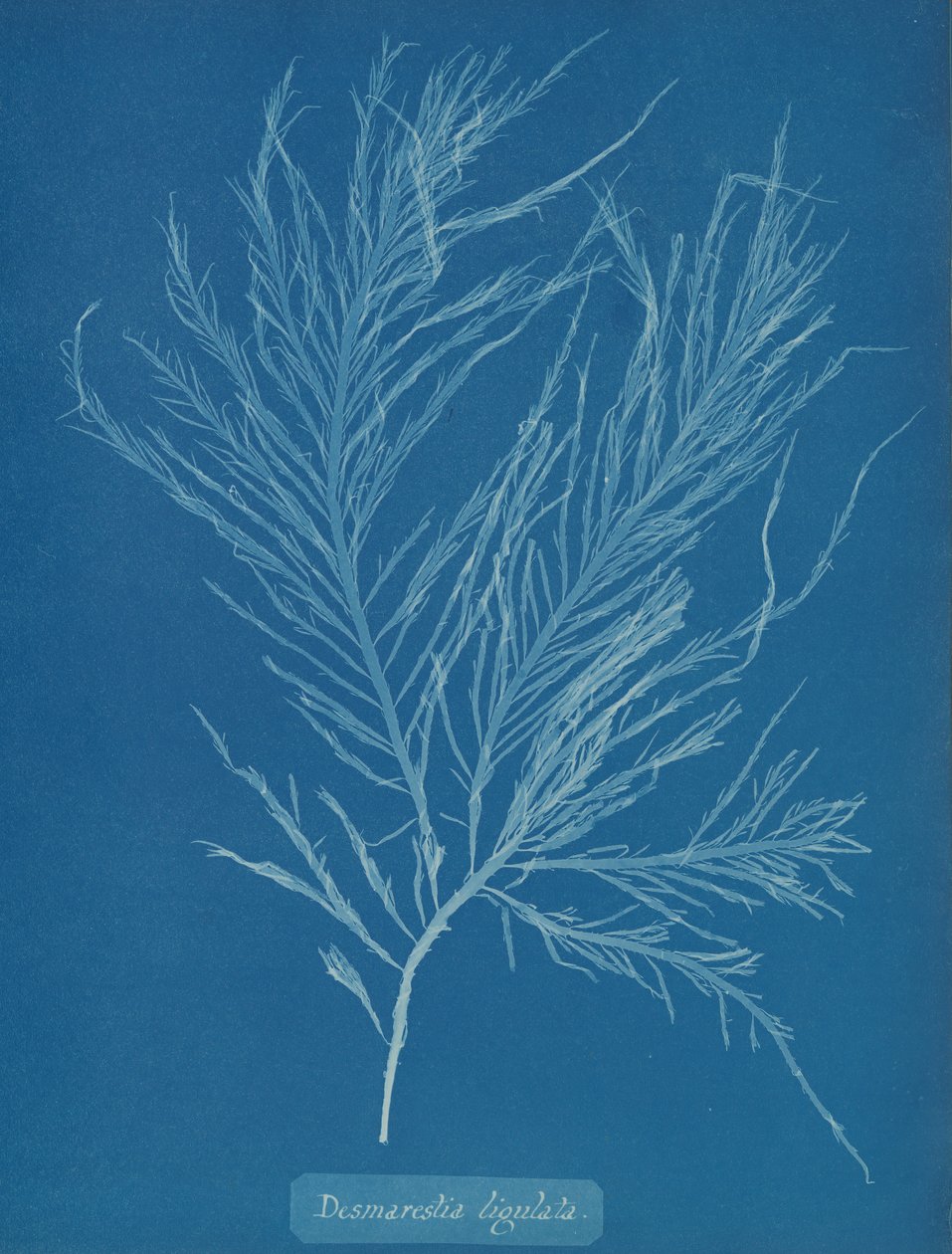 Nesteytetty desmarestia, n. 1853. tekijältä Anna Atkins