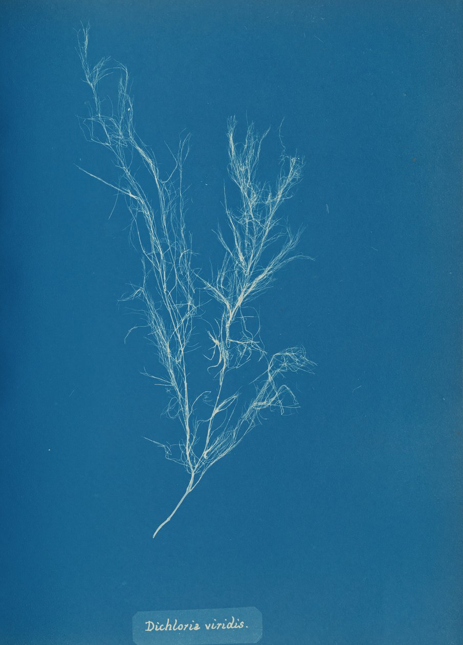 Dichloria viridis, n. 1853. tekijältä Anna Atkins