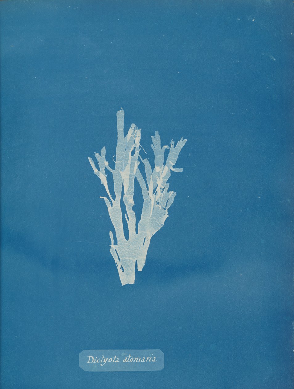 Dictyota atomaria, n. 1853. tekijältä Anna Atkins
