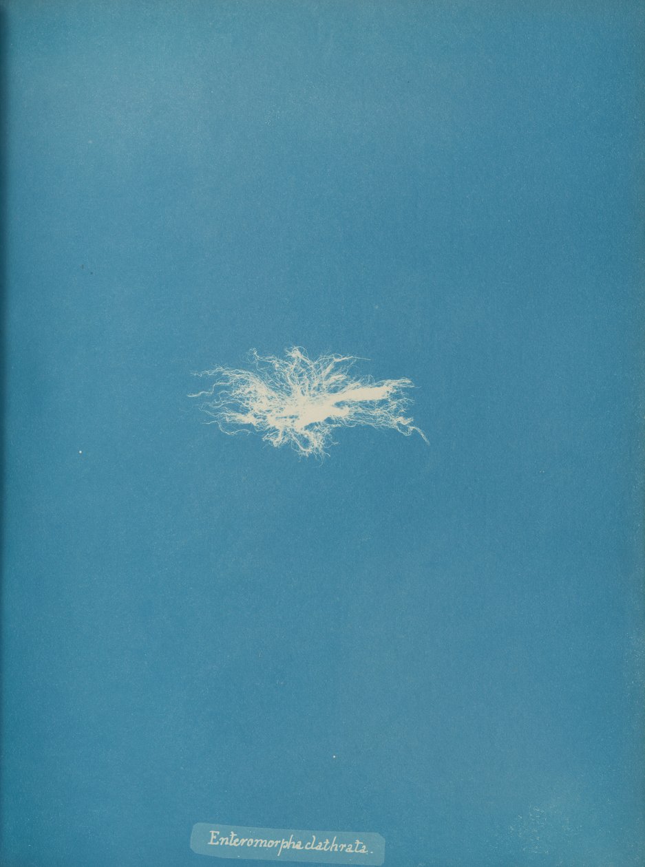 Enteromorpha clathrata, n. 1853. tekijältä Anna Atkins