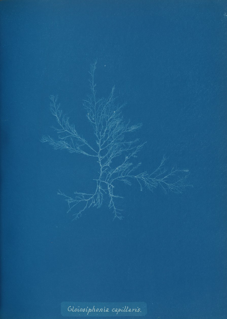 Gloisiphonia capillaris, n. 1853. tekijältä Anna Atkins