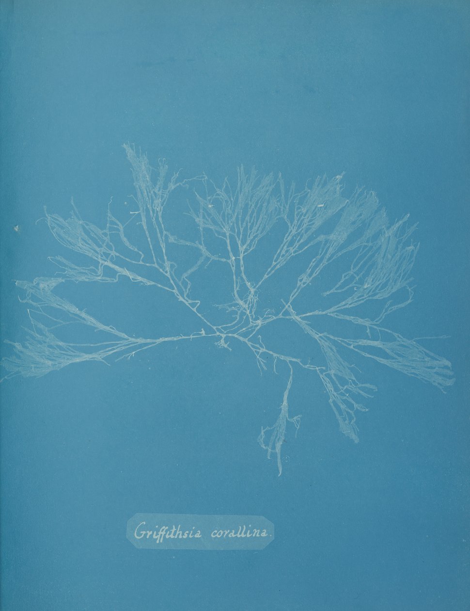 Griffithsia corallina, n. 1853. tekijältä Anna Atkins
