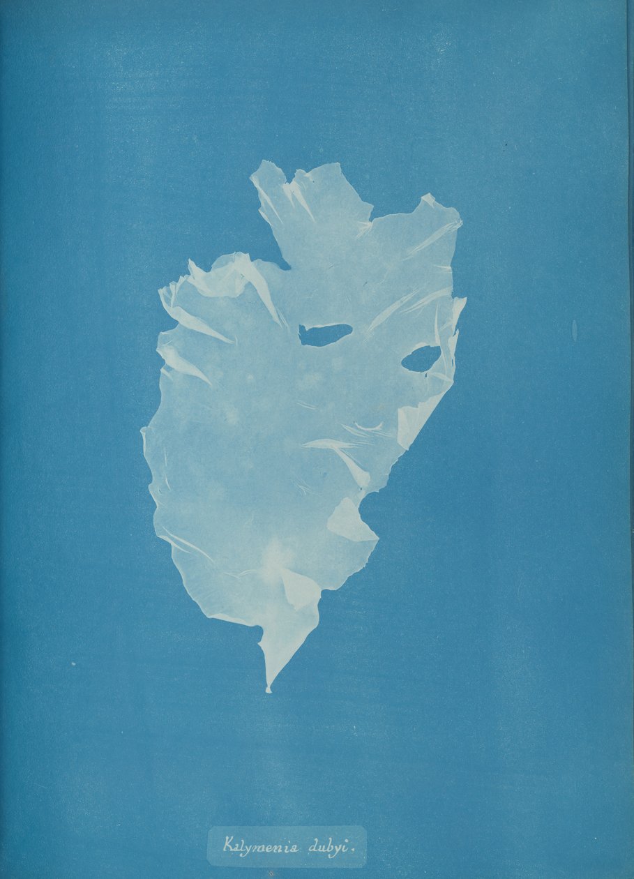 Kalymenia dubyi, n. 1853. tekijältä Anna Atkins