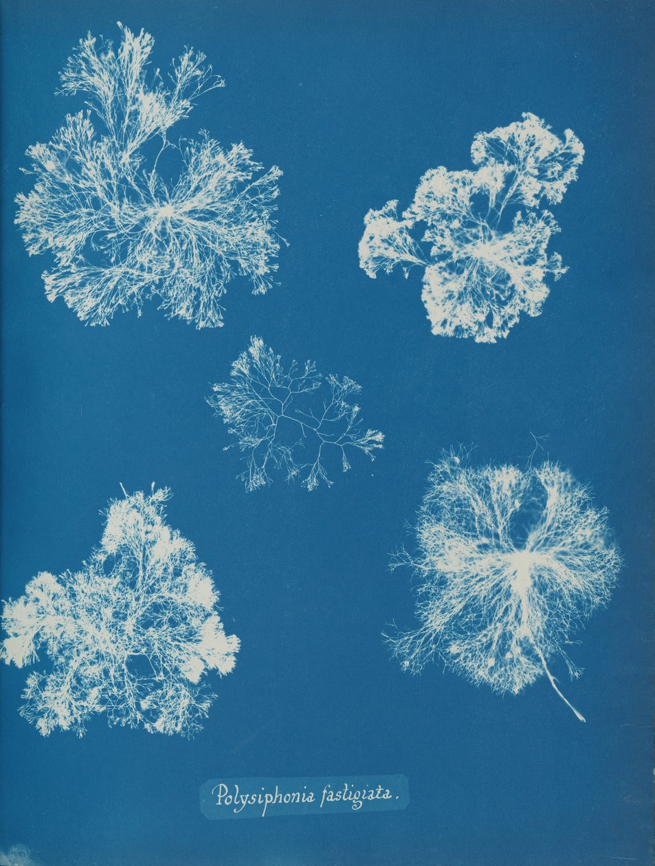 Polysiphonia fastigiata, n. 1853. tekijältä Anna Atkins