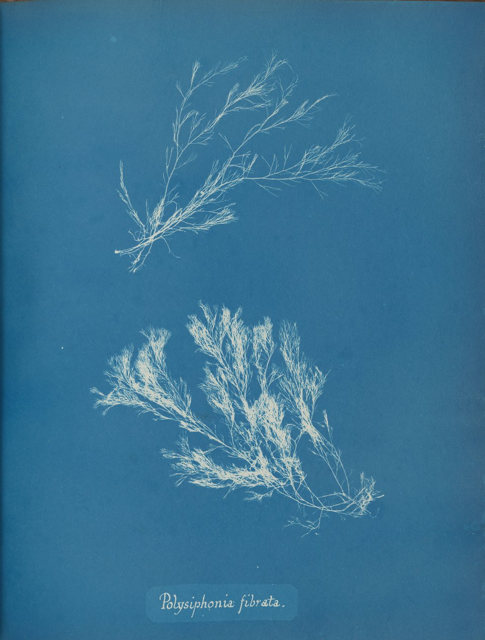 Polysiphonia fibrata, n. 1853. tekijältä Anna Atkins