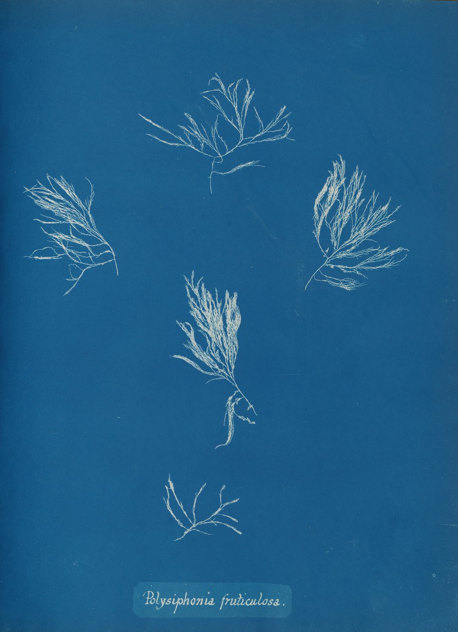 Polysiphonia fruticulosa, n. 1853. tekijältä Anna Atkins