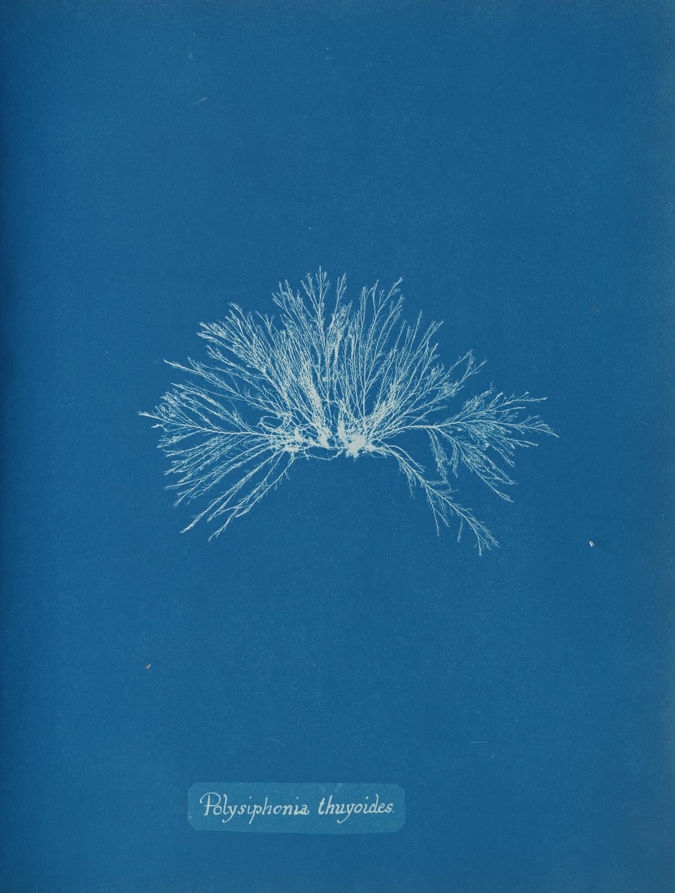 Polysiphonia thuyoides, n. 1853. tekijältä Anna Atkins