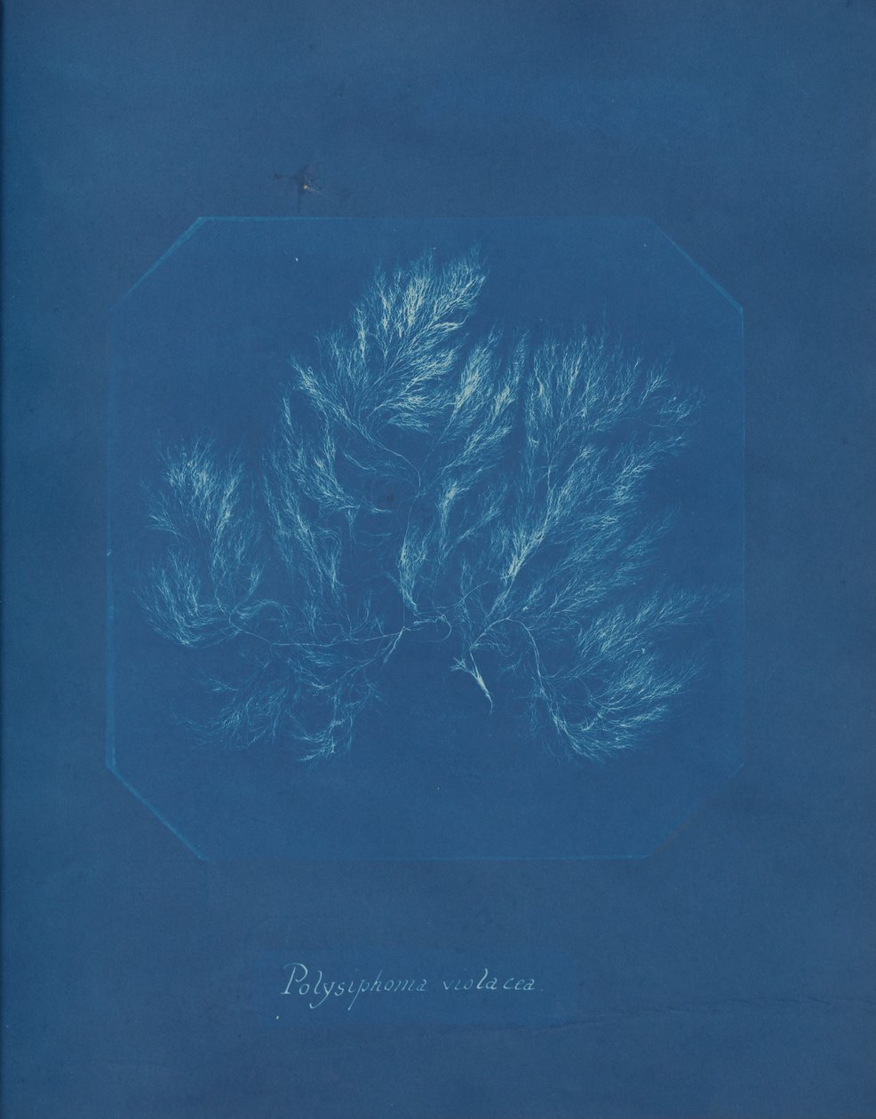 Polysiphonia violacea, n. 1853. tekijältä Anna Atkins