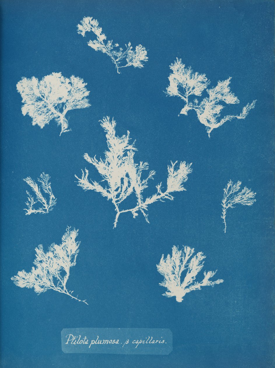 Ptilota plumosa. ß kapillaarit, n. 1853. tekijältä Anna Atkins
