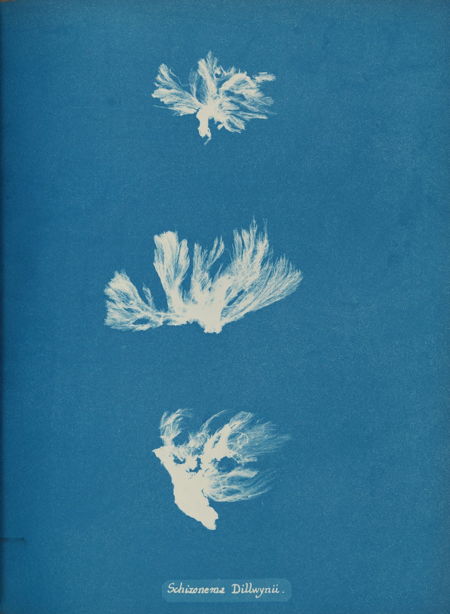 Schizonema Dillwynii, n. 1853. tekijältä Anna Atkins
