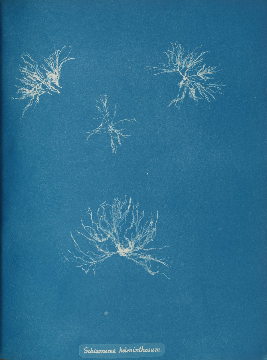 Schizonema helminthosum, n. 1853. tekijältä Anna Atkins
