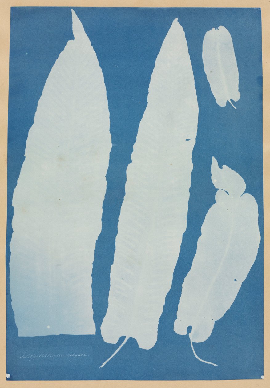Scolopendrium Vulgare, 1852-1854. tekijältä Anna Atkins