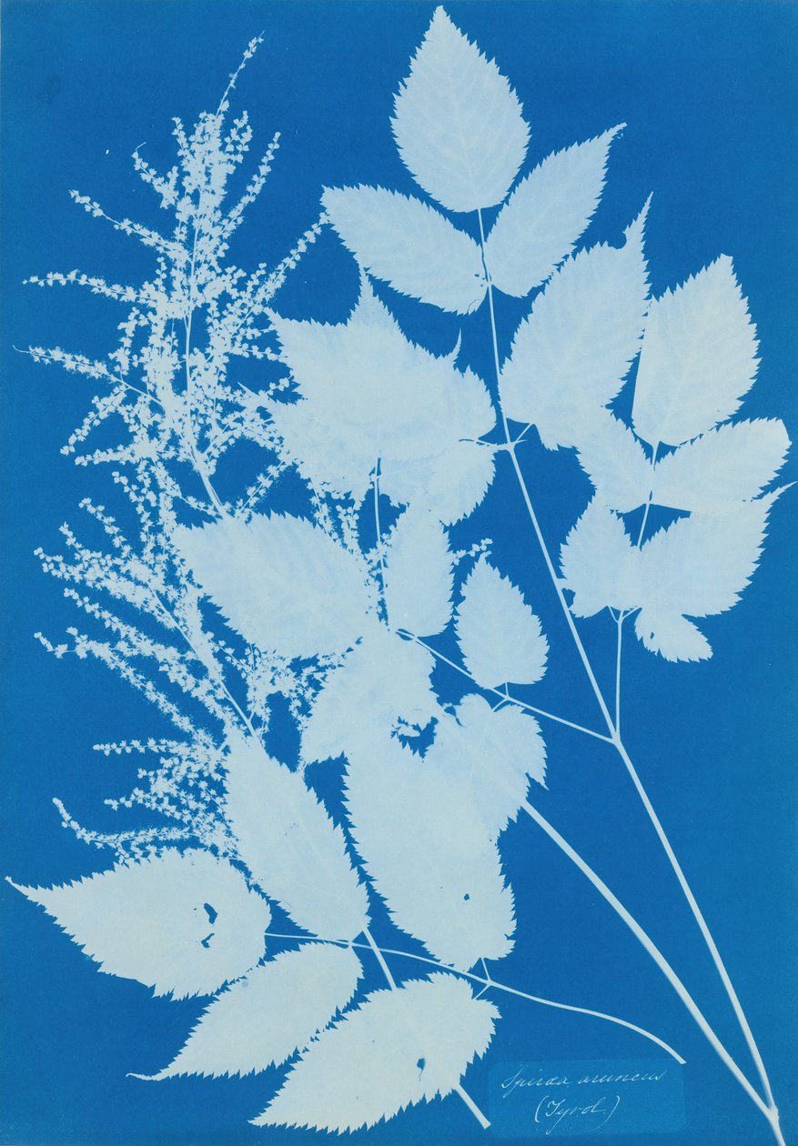 Spiraea arcus Tyrol, 1851-54. tekijältä Anna Atkins