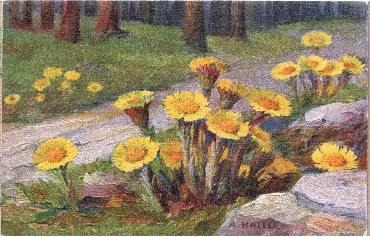 Coltsfoot, postikortti, 1940-luku tekijältä Anna Haller