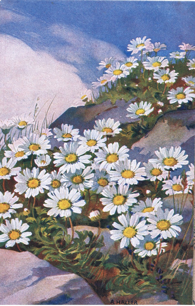 Päivänkakkaroita, postikortti, 1940-luku tekijältä Anna Haller
