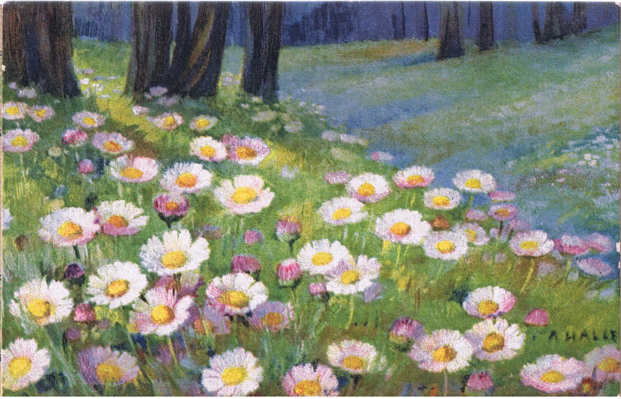 Päivänkakkaroita, postikortti, 1940-luku tekijältä Anna Haller