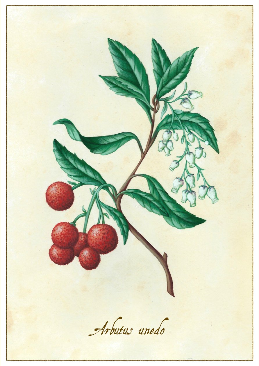 Arbutus unedo, 2015 (guassi) tekijältä Annalisa Morrocco