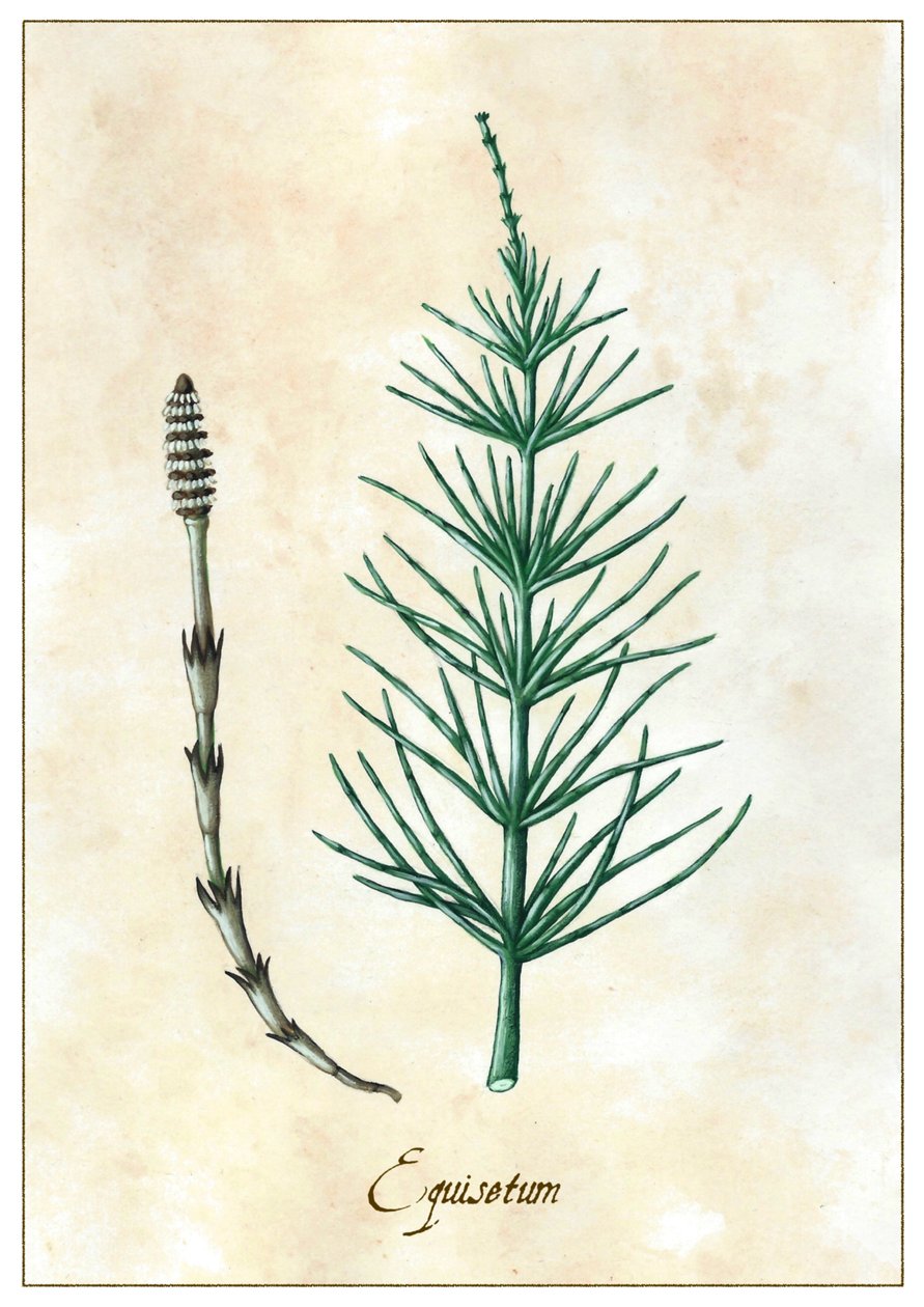 Equisetum, 2015 (guassi) tekijältä Annalisa Morrocco
