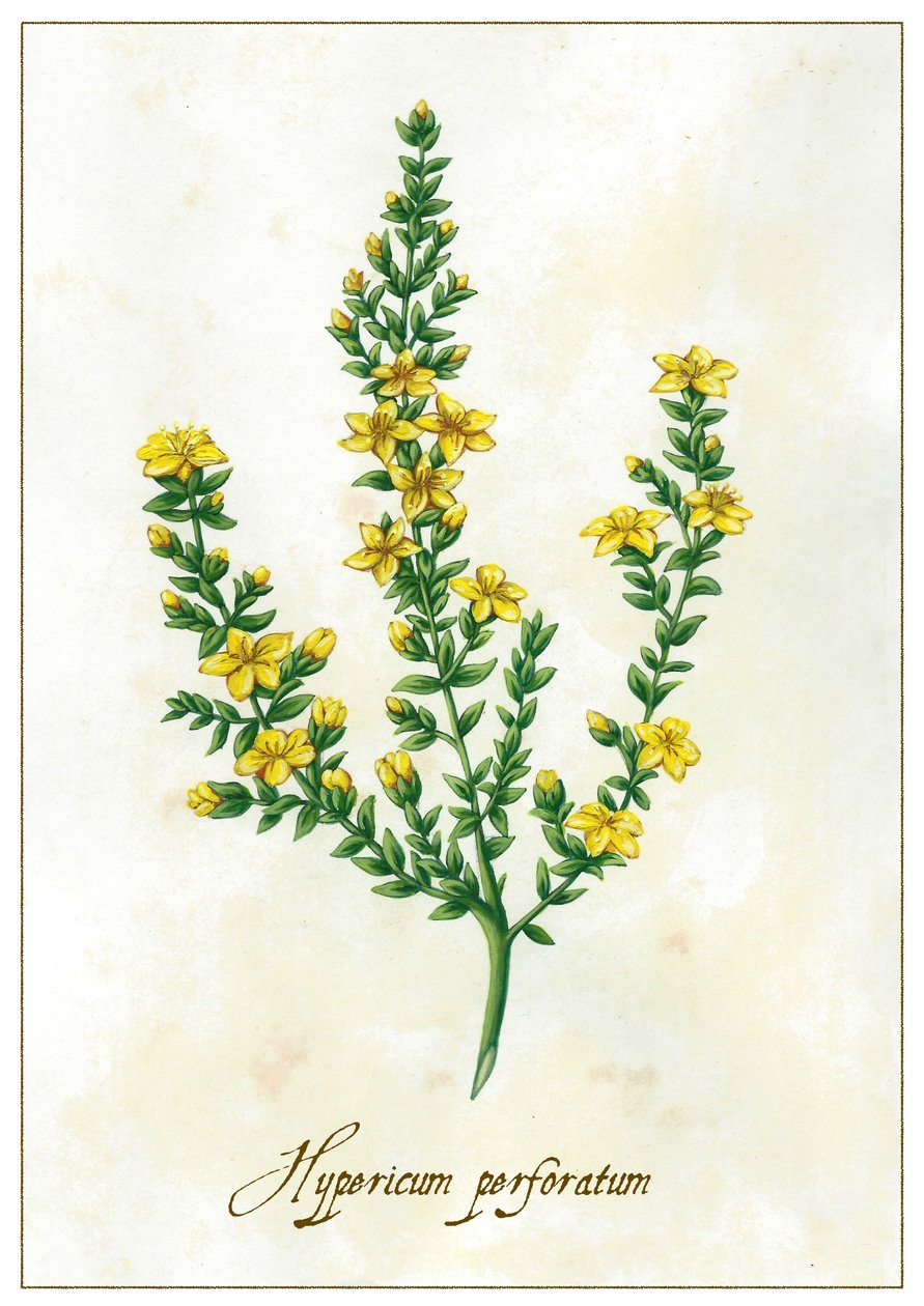 Hypericum perforatum, 2015 (guassi) tekijältä Annalisa Morrocco